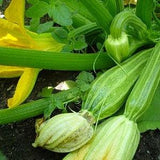 Zucchini Seeds -  