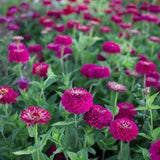 25 Benary's Giant Wine Zinnia Seeds / Zinnia Elegans / Cut Flower /Bouquet Flowers /Wedding Flowers / English Garden / Wildflowers / Cottage