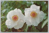 Flowers~Close Up Of White Peonies Intl Trading Agency~Continental Postcard