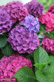 Pretty Pink or Brilliant Blue: Changing Colour of Hydrangea Flowers - Garden Therapy Flower Delivery