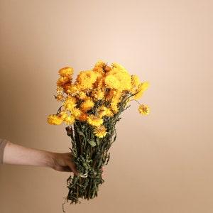 Yellow Dried Helichrysum - Yellow Straw Flowers