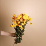 Yellow Dried Helichrysum - Yellow Straw Flowers