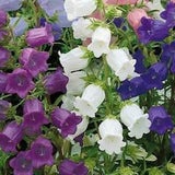 Campanula ?¡ã Cup and Saucer?¡À Mix colours. Biannual. Selfseeding. Full sun. 30 seeds