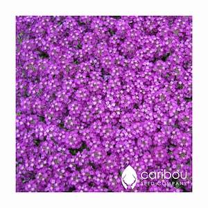 Annual: PURPLE SWEET ALYSSUM - 100 Seeds -  Fragrant Purple Blooms, Groundcover, Rock Gardens *Fresh*