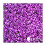 Annual: PURPLE SWEET ALYSSUM - 100 Seeds -  Fragrant Purple Blooms, Groundcover, Rock Gardens *Fresh*