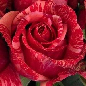 Pink red stripped roses seeds-20seeds - code 358