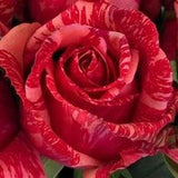 Pink red stripped roses seeds-20seeds - code 358