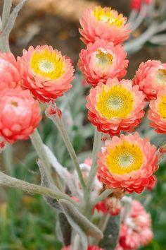Helichrysum amorginum flowers Flower Delivery