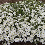 30 Pcs   Arenaria Mountain Soapwort Flower Seeds-Arenaria Montana/ (FL143)