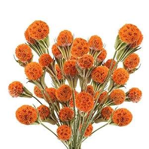 36pcs Dried Flowers Bouquet Natural Dried Craspedia Billy Balls Bulk 17.5????
