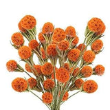 36pcs Dried Flowers Bouquet Natural Dried Craspedia Billy Balls Bulk 17.5????
