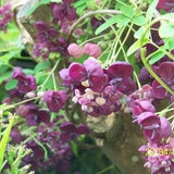 CHOCOLATE VINE Akebia  Quinata Five Leaf 3 Rare Seeds