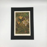 West Indian Orchids - Antique print 1896.