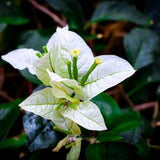 Golden Child Orchids