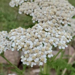 White Yarrow - Achillea millefolium - Canadian Native Wildflower Seeds