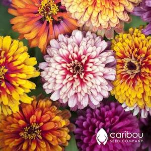 ANNUAL: WHIRLIGIG ZINNIA - 50 Seeds - Beautiful Bicolors - Attracts Butterflies, Bees, Cutflower For Arrangements