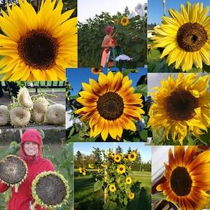 Sunflower Mix! Titan/Mongolian/Tarahumara/Autumn Beauty/Mammoth + more. No-gmo. 20/40/80 Seeds