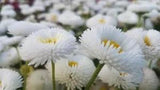 200 White Bellis Perennis Enorma Flower Seeds | English Daisy | Medicinal Herb