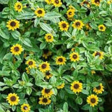 Creeping Zinnia Seeds 20 count