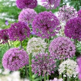 10 seeds lovely  ALLIUM Allium Giganteum Purple Globe Flower Seeds