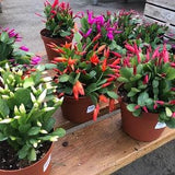 Easter Cactus Cuttings for Propagation Rhipsalidopsis Gaertneri Holiday Cactus Pink Red White Orange Grow Tropical Houseplant Easy Care