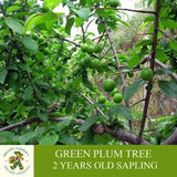 Green Plum Tree Grafted Ready To Plant, With Tuberous Soil, 2 Years Old Green Plum Tree With Abundant Fruit, For Pot and Garden - Heirloom