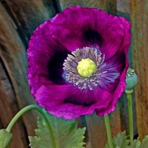 50 Lauren's Grape Poppy Seeds / Flower Seeds/ Poppies / English Garden / Papaver somniferum / Breadseed / Wildflowers