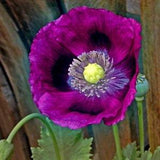 50 Lauren's Grape Poppy Seeds / Flower Seeds/ Poppies / English Garden / Papaver somniferum / Breadseed / Wildflowers