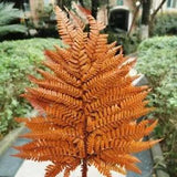 Dried Eternal Fern Leaves Wedding Supplies Grass Frond Living Room Vintage Ideas