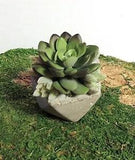 PRETTY FAUX SUCCULENT FLORAL ARRANGEMENT SHAPED CONCRETE HANDMADE No Watering!