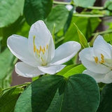 50 Bauhinia racemosa Seeds, White Bauhinia Seeds, Dwarf White Orchid Tree, White Bauhinia, Kaa-long, Snowy Orchid Tree  Seeds