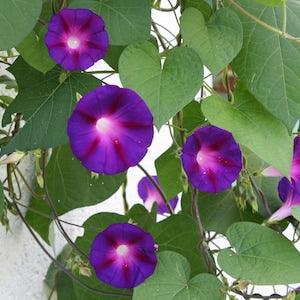 Morning glory, 20 seeds, Ipomea tricolor,  sun garden, annual climbing, pretty plant, blue and purple trumpet flowers ,authentic seeds.