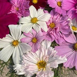 Mixed COSMOS SEEDS cut flower bouquet wedding florist Dizzy Bees Urban Garden *combined shipping *