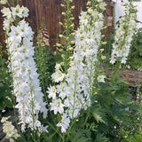 White Flowers SEED Collection, High Quality, Non-GMO, Untreated, Annual, Perennial, New