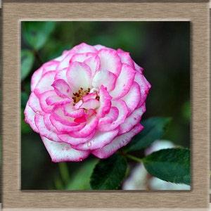 White pink rose flower seeds - 20 seeds - code 397