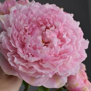 Pink peony from cold porcelain Clay peony Porcelain flowers Ceramic flower Clay flowers Realistic peony Bouquet of peonies Gift for mom