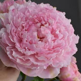 Pink peony from cold porcelain Clay peony Porcelain flowers Ceramic flower Clay flowers Realistic peony Bouquet of peonies Gift for mom