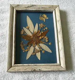 Vintage Pressed Dried Flower Art On Blue Background in Wood Frame