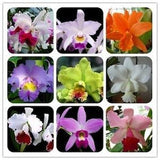 50Pcs Orchids Cattleya Flower Seeds Rare 5 Kinds Home Plant Perennial Bonsai ???9967??