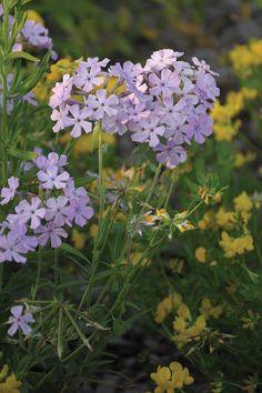 Downy Phlox Flower Delivery