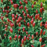 Crimson Clover Seeds