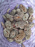 Magnolia Tree pods for wreaths and crafts. Lot of 40 small pods.