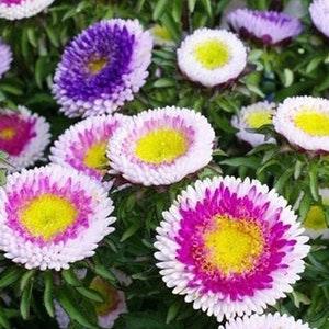 China Aster Tall Pompom Moonshine Flowers 0.5g - 100 NON GMO Seeds - Callistephus Chinensis