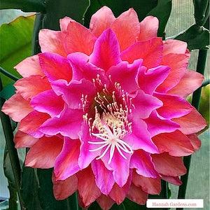 1 unrooted cutting/ leaf/ stem Super Rare Kiwi  Treasure Box Epiphyllum Orchid Cactus 6-8???