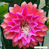 1 unrooted cutting/ leaf/ stem Super Rare Kiwi  Treasure Box Epiphyllum Orchid Cactus 6-8???