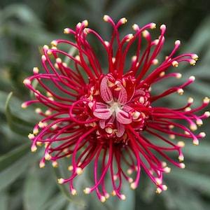 No 199 Passioflora Passion red Spider 10 Seeds Zaden Seeds Passionflower Seeds Passionflower Seeds Bazr Tohum Passion Passio