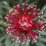 No 199 Passioflora Passion red Spider 10 Seeds Zaden Seeds Passionflower Seeds Passionflower Seeds Bazr Tohum Passion Passio