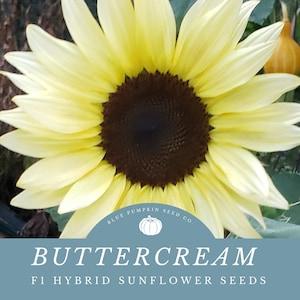 Buttercream Sunflower Seeds - Grow Pale Yellow Sunflowers - Create Stunning Arrangements & Fall Bouquets!