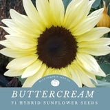 Buttercream Sunflower Seeds - Grow Pale Yellow Sunflowers - Create Stunning Arrangements & Fall Bouquets!