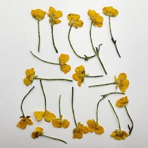 18 pressed buttercup flowers with stems. Latin: Ranunculus
